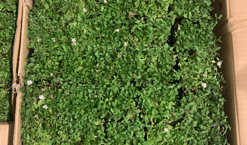 クラピアを植えて草むしりから解放されよう 序章 まめイエ